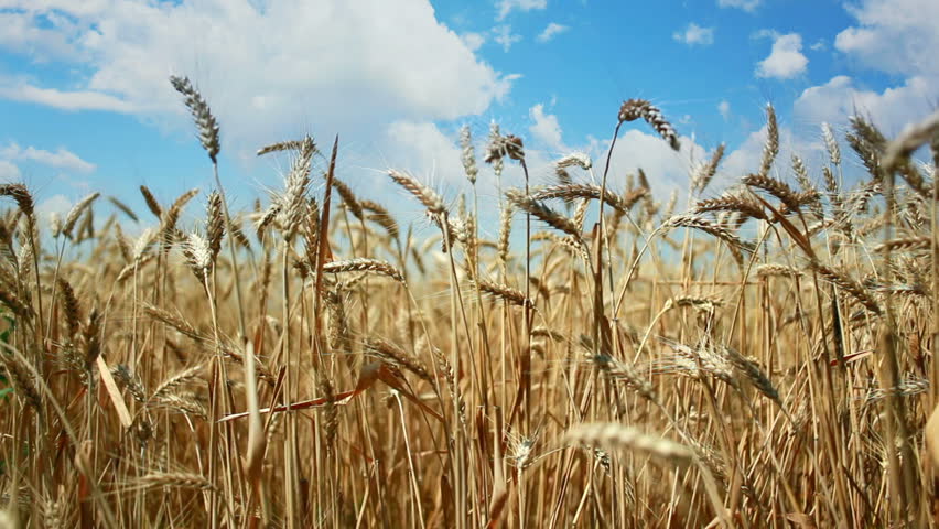 Golden wheat ready to be harvested