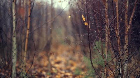 Autumnal Birch Forest in Rain