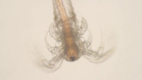 Microscope (100x) view of brine shrimp swimming.