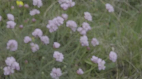 Filmed in 4K Slog-2 for your editing convenience, a shot of blurred pink clover blooms come into focus, with green grass surrounding them and a few yellow buttercups for good measure!