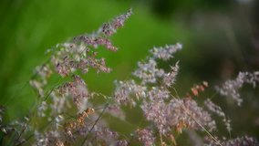 Flower grass movement by wind with green blurred background 