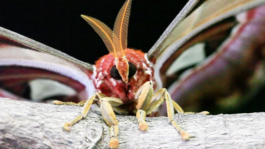 Attacus atlas