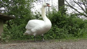 Mute Swan standing on a forest footpath