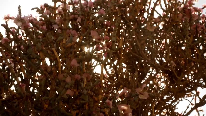 Pink flower on a dry, rocky desert