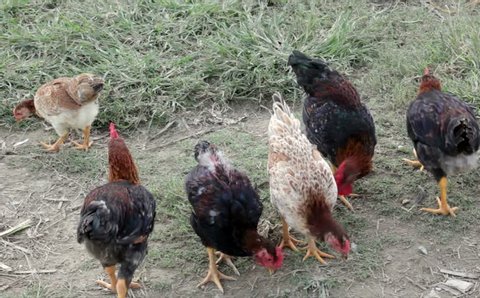 The Heritage Chickens are bred in the garden