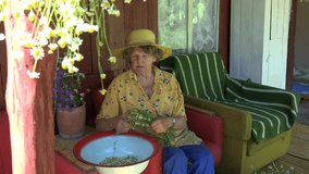 elderly retired woman reap pharmacy chamomile flowers in bowl sitting in armchair outdoors. 4K UHD video clip.