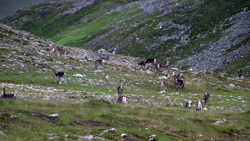 Reindeer graze on the tundra, Norway