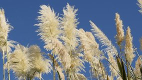White pampa grass inflorescences  decorative grass in front of blue sky 4K 2160p 30fps UltraHD video - Cortaderia selloana flowering  decorative plants slow moving on the wind 4K 3840X2160 UHD footage