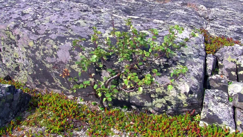 dwarf birch growing on the rock