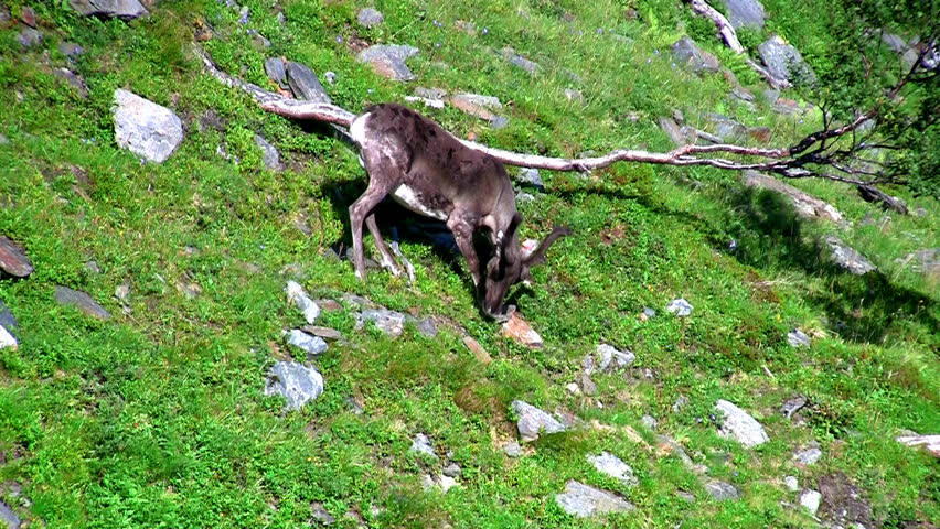 Reindeer graze on the mountains, Norway