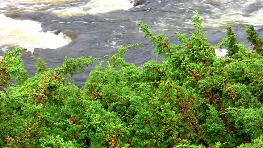 juniper sway over the river