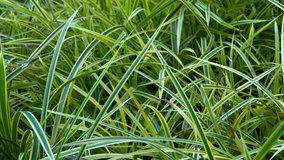 Closeup shot of the bicolor leaves of decorative grass in a garden. swaying and fluttering gently in a soft breeze. Video 1920x1080