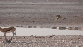Springbuck and a Lion at a waterhole - Etosha National Park - Wildlife from Namibia
