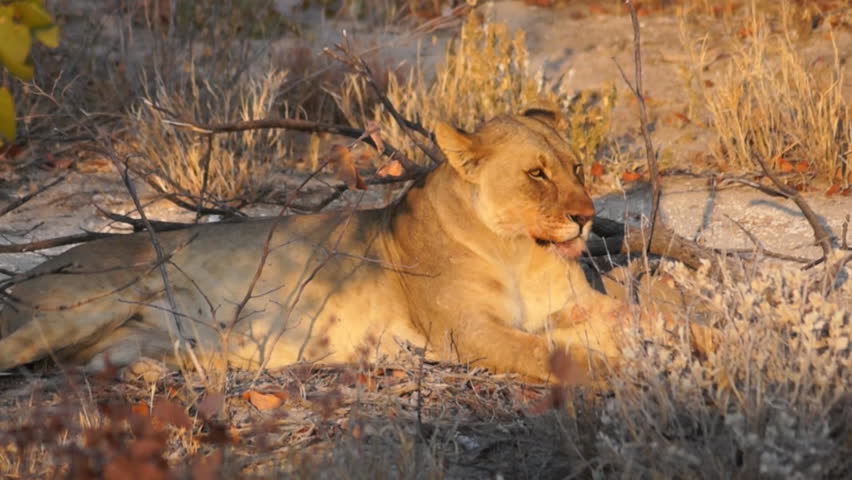 Lioness relaxing in the shade - Etosha National Park - Wildlife from Namibia | Shutterstock HD Video #13035959