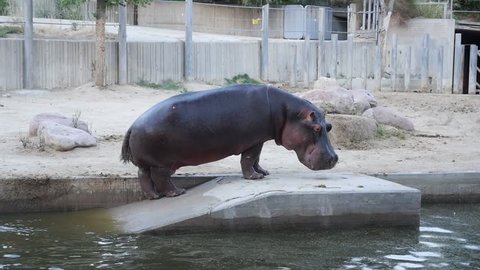hippo pooping
