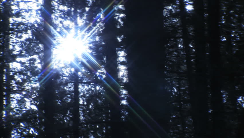 Sun in forest
