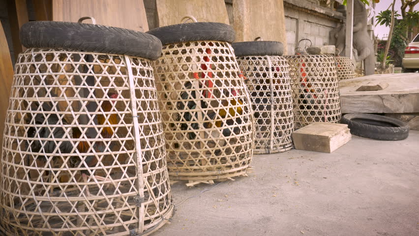 Sacred cockfighting roosters under baskets used to calm them down. This form of domestication helps the owner when these pets are used for their blood at a ritual Hindu ceremony
