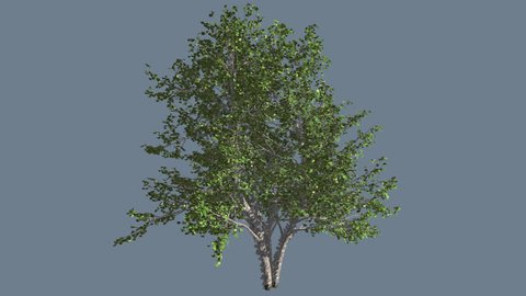 River Birch, Small Tree is Swaying at Strong Wind Cut Out of Chroma Key, Tree on Alfa Channel, Green Tree Leaves are Fluttering on a Crown, Thin Trunk Tree in Sunny Day in Summer, Computer Generated