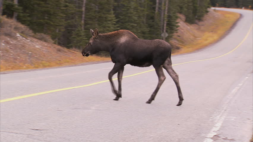 Young moose crossing road