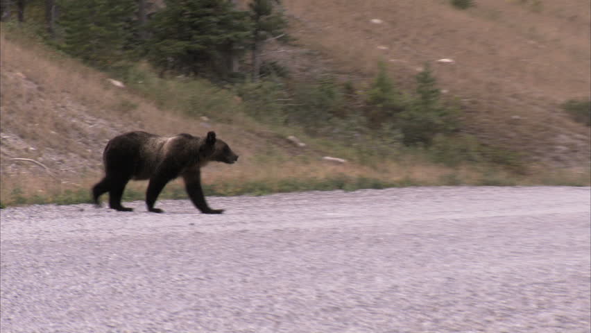 Grizzly Bear crosses gravel road