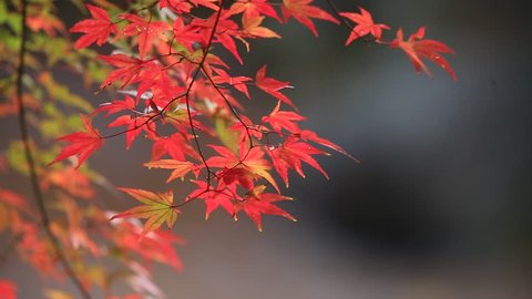 Autumn maple leaves in Japan