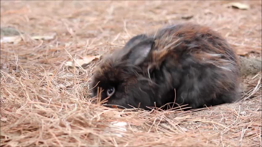 Fat brown rabbit on the ground through pine needles