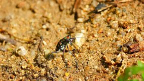 Video FullHD - Extreme Closeup of a Brightly Colored. Iridescent Tiger Beetle in the Wild. standing on its long. spindly legs