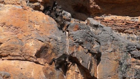 Baboons on Cliff - Wildlife from Namibia