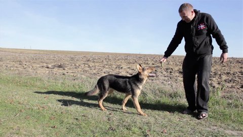 German Shepherd Dog Training/man is teaching German shepherd on the nature bite the hand