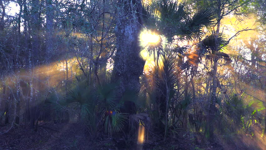 FLORIDA CIRCA 2015 - Morning fog rises in the Florida Everglades.