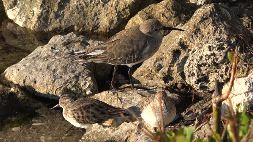 FLORIDA CIRCA 2015 - Shorebirds wade in the shallows along the Florida coast.
