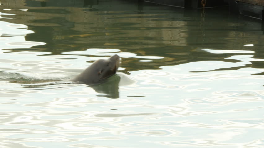 Sea Lion Swims to Group on docks, Pier 39, San Francisco
