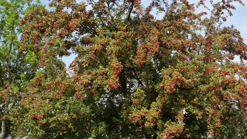 St. Nicholas Cathedral is a 13th-century Gothic church in Elblag, Poland. Established in circa 1247, the church became Lutheran in 1573. It was damaged by fire in the late 18th century.