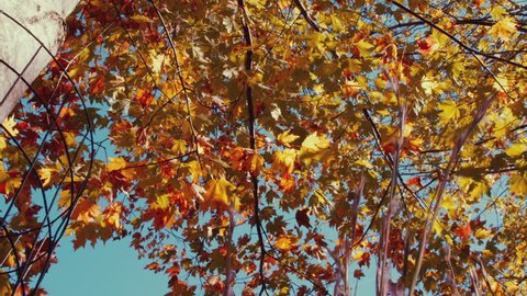 Autumn maple tree 4k tracking shot. Shot with the RED EPIC camera.