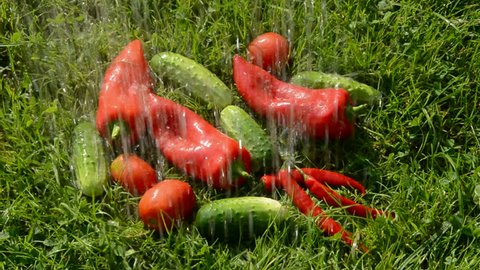 washing cucumbers and red peppers on the grass 