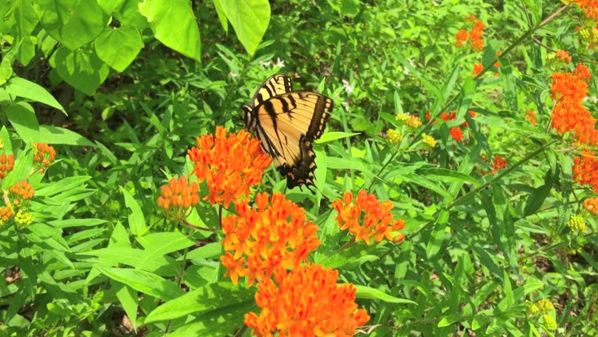 Eastern Tiger Swallowtail Butterfly Feeding On Milkweed