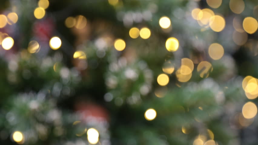 christmas tree bokeh dog christmas tree bokeh dog