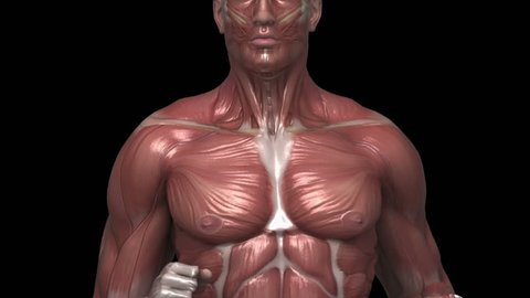 Running muscular man with visible muscles front view