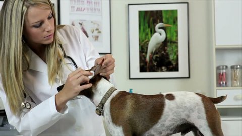 A pretty young veterinarian gently cleaning the ears of a well behaved Jack-Rat Terrier hybrid dog. Camera tracks slightly left and right. Stock Video