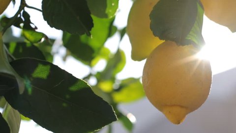 Branches With Ripe Lemons. Lemon Tree With Ripe Lemons