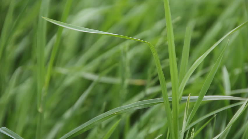 praying mantis lone summer grass green: стоковое видео (без лицензионных пл...