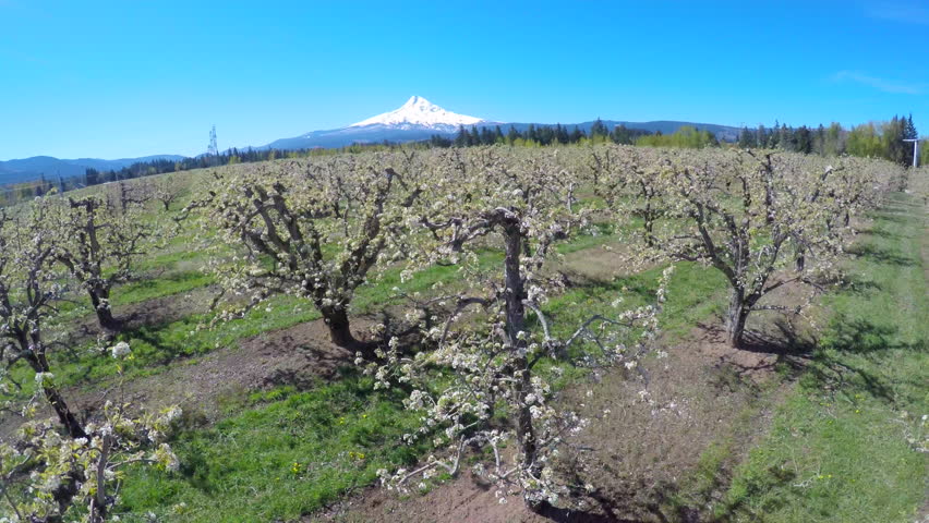 MT. HOOD, OREGON - CIRCA 2015 - An aerial image traveling low over blooming apple trees reveals Mt. Hood, Oregon in the distance.