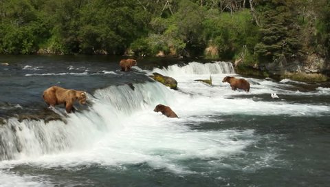 Grizzly bears, Brooks Falls, Katmai NP, Alaska 