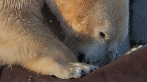 Polar bear destroying what appears to be an oil barrel