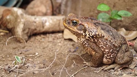 poisonous brown toad on dry soil in the open
