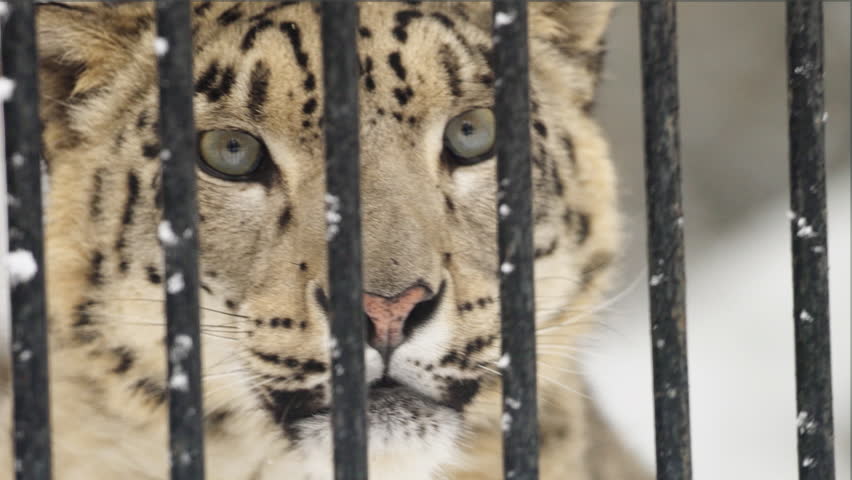 Potrait of the snow leopard in a cage in a zoo, Novosibirsk, Russia
