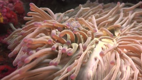 Shrimp of anemone , close up,actiniaria 