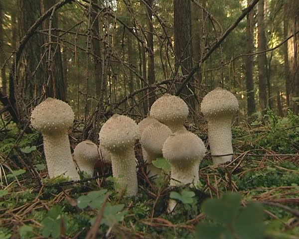 Puffball - brightly colored mushrooms growing in the forest. 