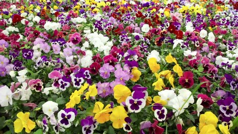 Many beautiful colorful pansy flowers swaying in the wind 
