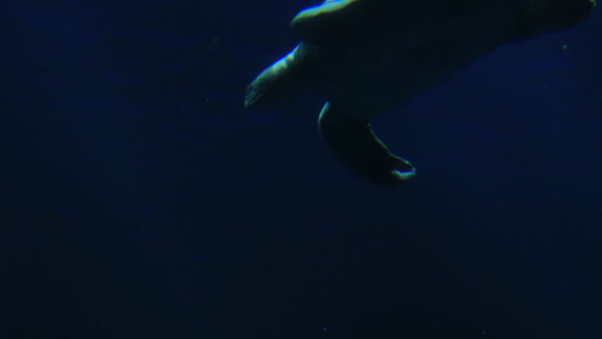 A sea turtle swims underwater